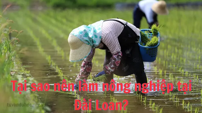 Tại sao nên làm nông nghiệp tại Đài Loan?