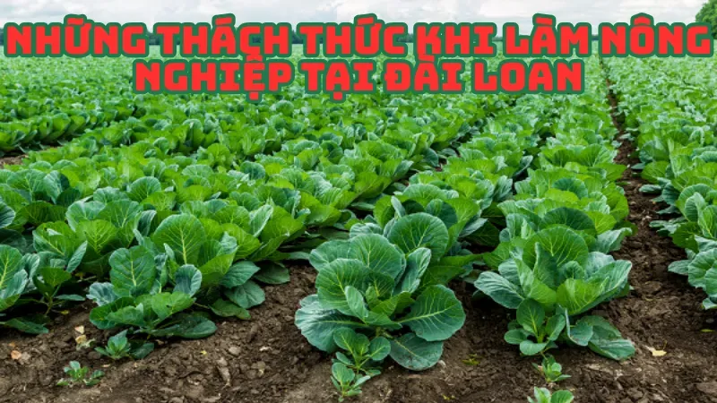 Những thách thức khi làm nông nghiệp tại Đài Loan