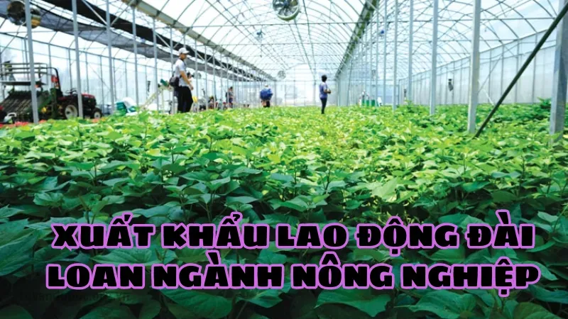 Xuất khẩu lao động Đài Loan ngành nông nghiệp