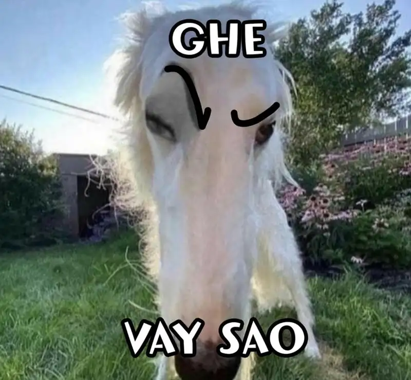 Meme mèo bựa cute, nét độc đáo khiến ai cũng muốn chia sẻ.