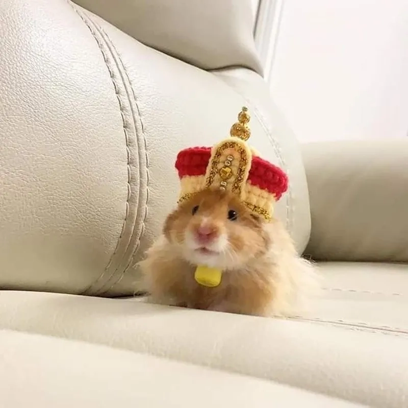 Meme chuột hamster chạy xe khiến bạn không thể nhịn cười