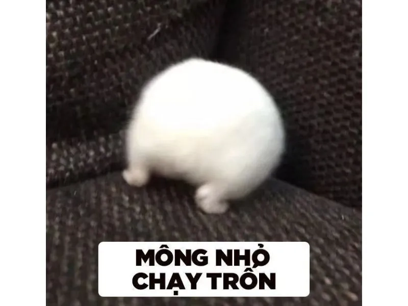 Meme chuột cầm thánh giá thể hiện sự hài hước độc đáo