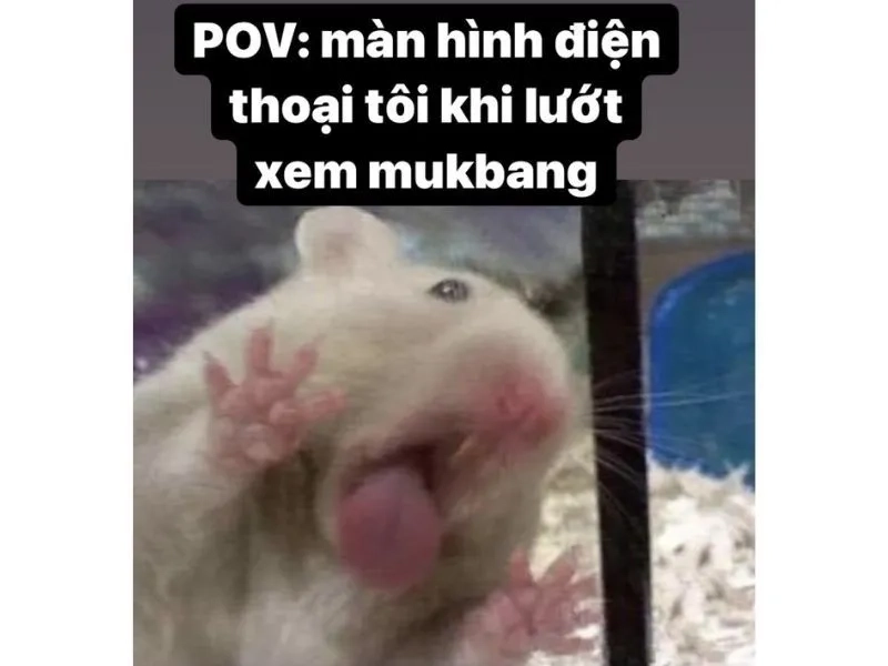 Meme con chuột luôn là nguồn cảm hứng cho những khoảnh khắc vui vẻ