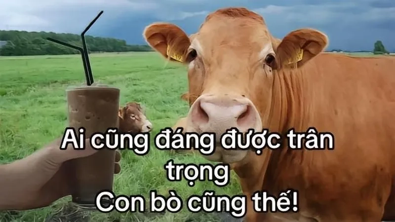 Ảnh động vật meme sẽ làm bừng sáng ngày của bạn