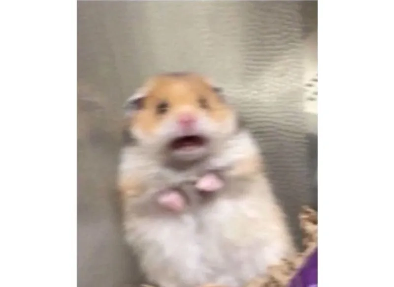 Meme chuột hamster ăn chuối khiến bạn không thể nhịn cười