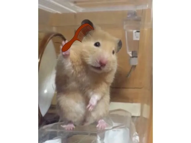 Meme hamster ăn chuối mang đến sự dễ thương cho những ai yêu thích