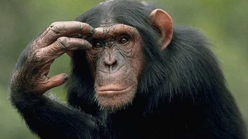 Confused monkey meme thể hiện sự ngốc nghếch đáng yêu của nhân vật