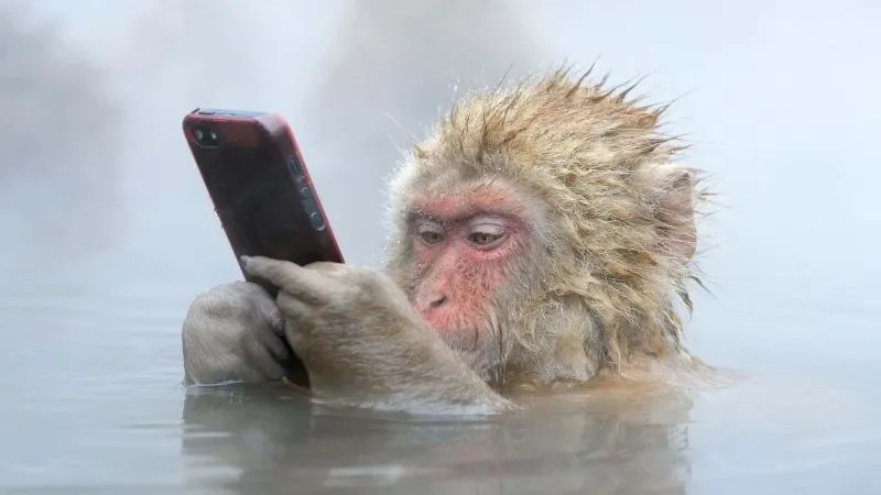 Monkey looking meme mang lại tiếng cười cho những ai yêu thích hài hước