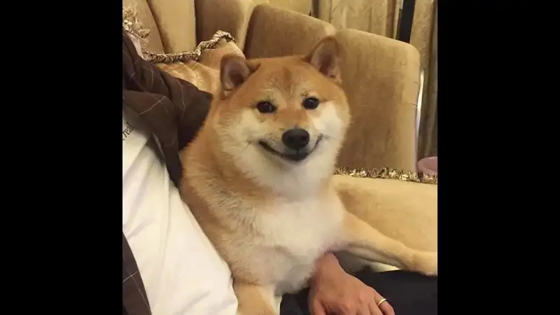 Shiba cheems meme vietnam là biểu tượng của sự dễ thương