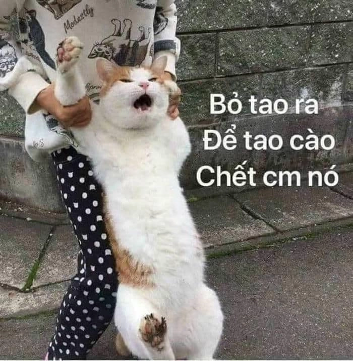 Chửi nhau meme mang đến những khoảnh khắc hài hước không thể quên