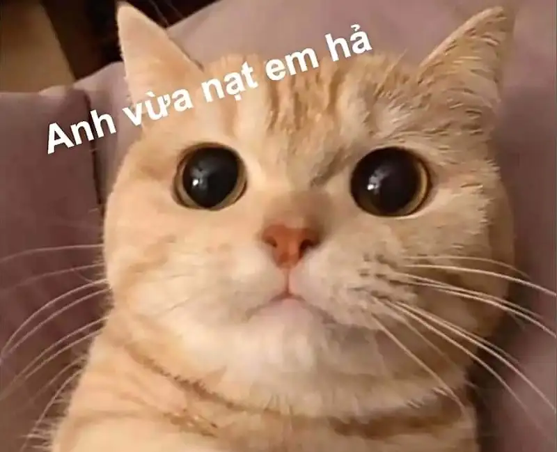 Meme cute đáng yêu khiến bạn không thể nhịn cười