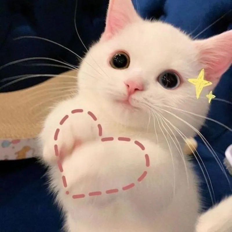 Meme ngủ ngon cute giúp bạn có giấc ngủ ngon hơn