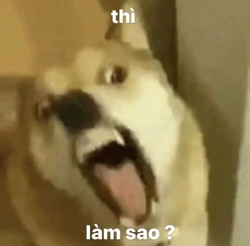 Hình mèo meme hài khiến bạn cảm thấy vui vẻ hơn