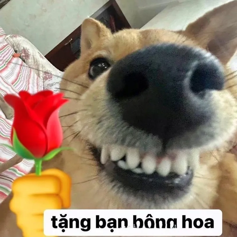 Meme tặng em bông hoa thật lãng mạn và dễ thương