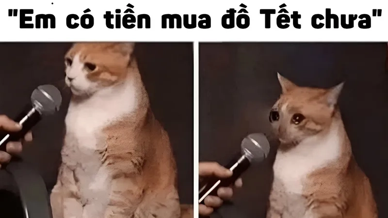 Ảnh meme mèo tết khiến bạn cảm thấy vui vẻ hơn