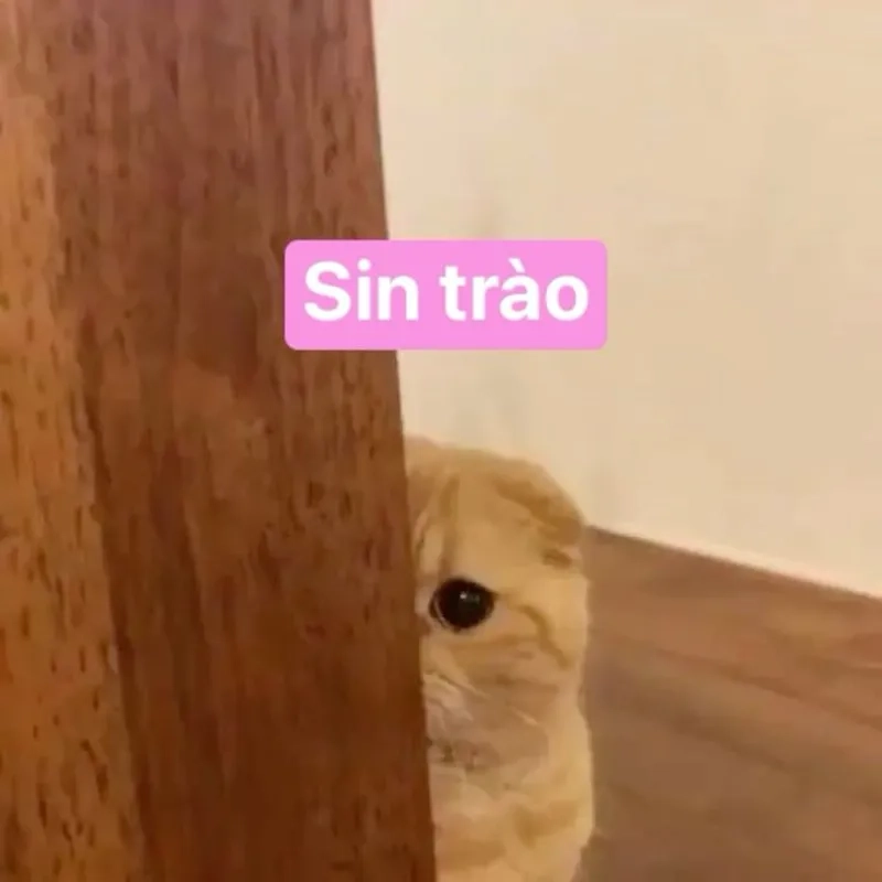 Vô tri meme mèo khóc cute khiến ai cũng phải xao xuyến