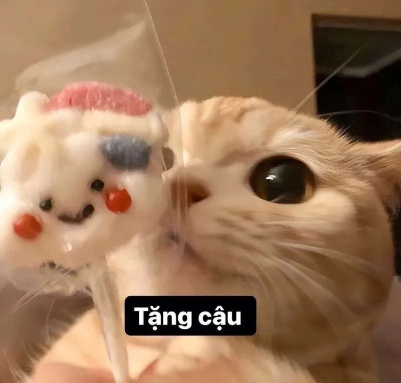  Vô tri meme mèo là biểu tượng cho sự ngốc nghếch đáng yêu