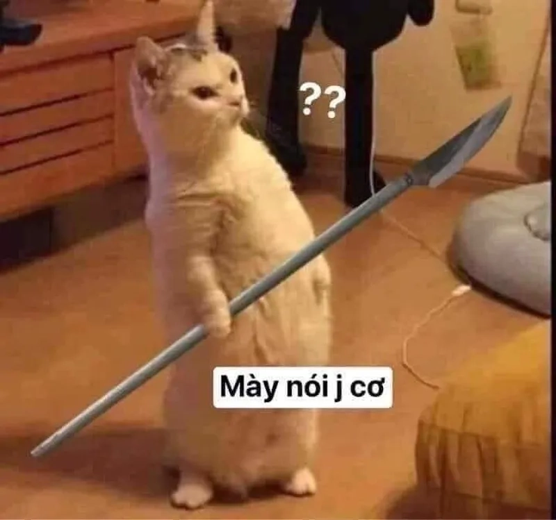 Ảnh chó meme vô tri mang lại sự dễ thương cho người yêu thú cưng