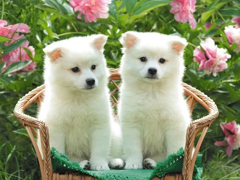 Hình nền chó Shiba siêu đáng yêu