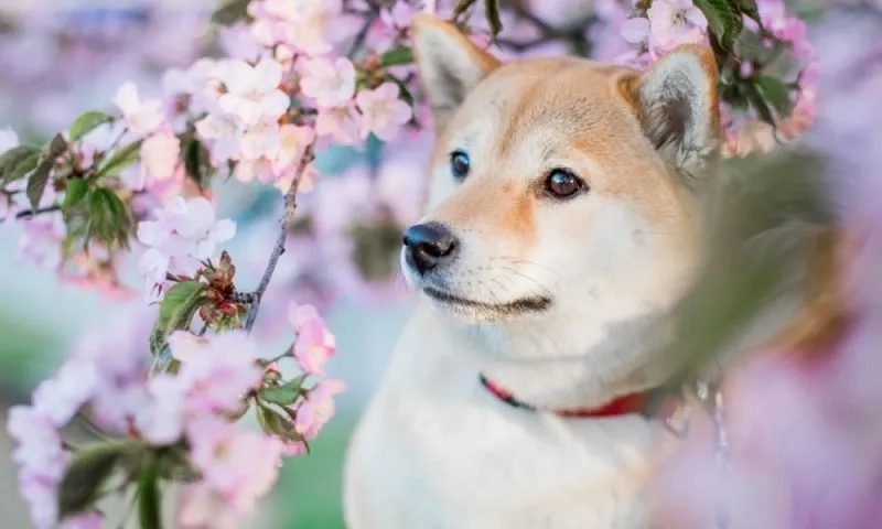 Chọn ngay avt chó mèo siêu cute dễ thương