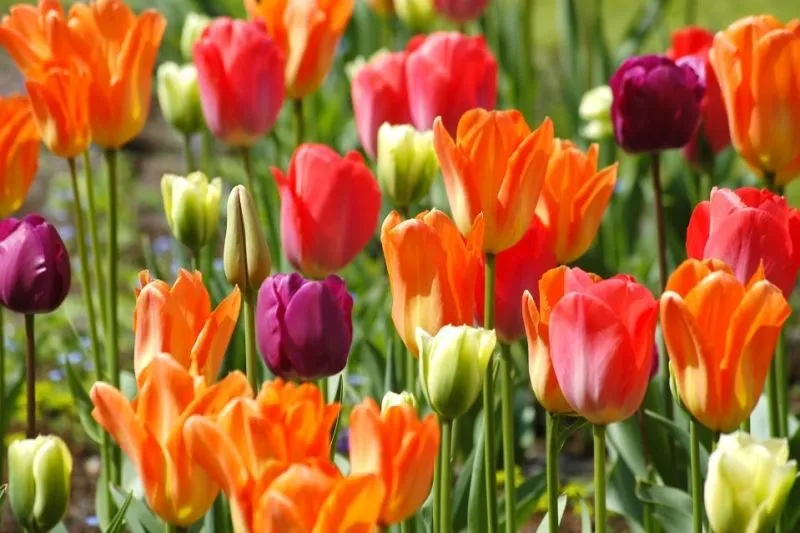 Hãy chọn ảnh avatar hoa tulip để thể hiện sự tươi mới