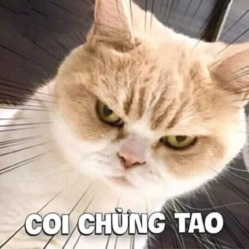 Hình ảnh meme bựa hài hước khiến bạn cười mãi