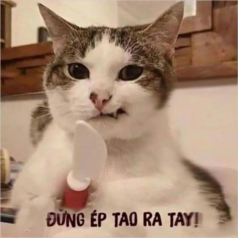 Tuyển chọn meme bựa nhất hiện nay cho bạn