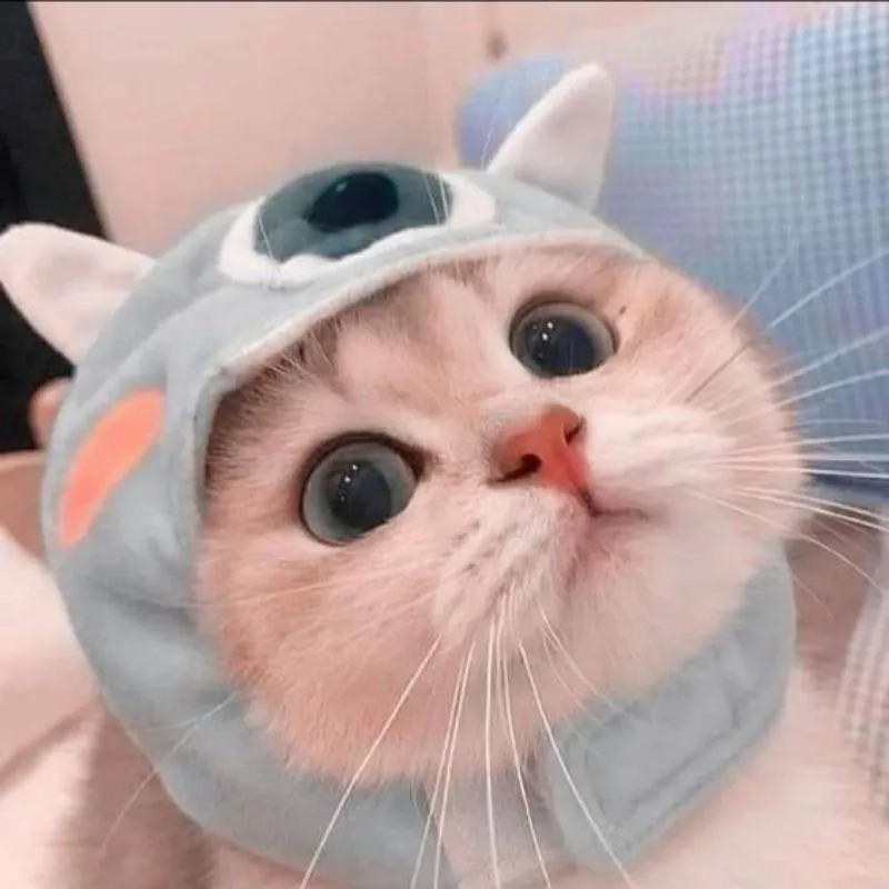 Hình cute mèo nhỏ nhắn đáng yêu thu hút