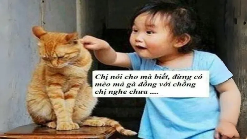  Vô tri há mồm meme mèo cười khiến mọi người không thể nhịn cười