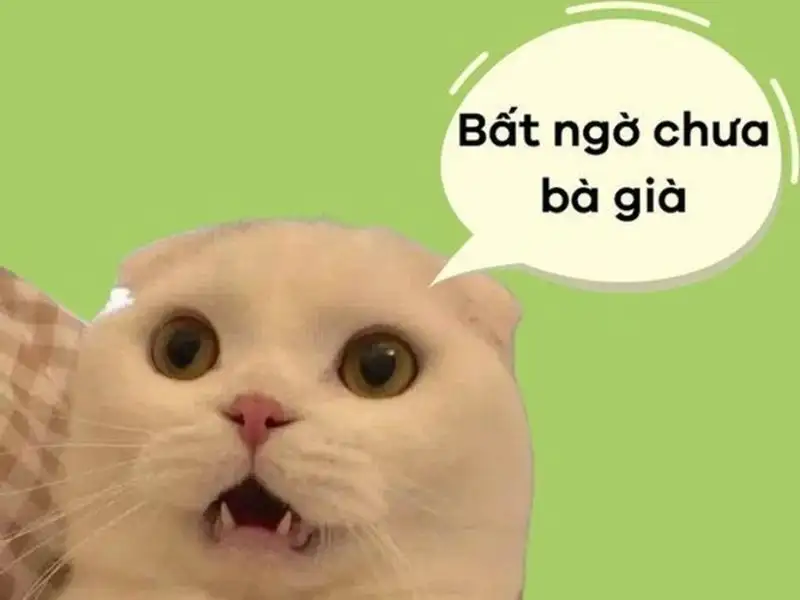 Meme bất ngờ chưa bà già với biểu cảm đặc trưng khiến cộng đồng thích thú