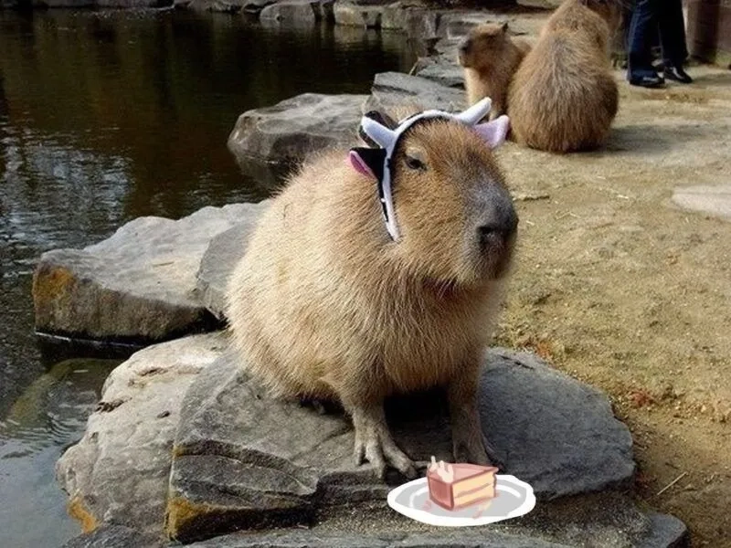 Capybara capybara meme giúp bạn thư giãn và giải trí trong những lúc căng thẳng