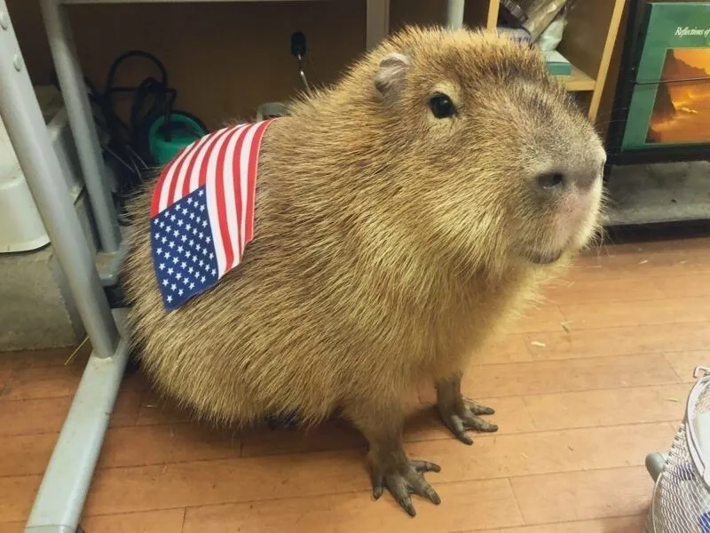 Capybara driving meme mang đến những khoảnh khắc vui vẻ không thể quên