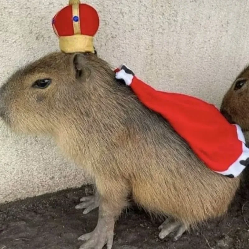 Capybara eating watermelon meme khiến bạn không thể nhịn cười