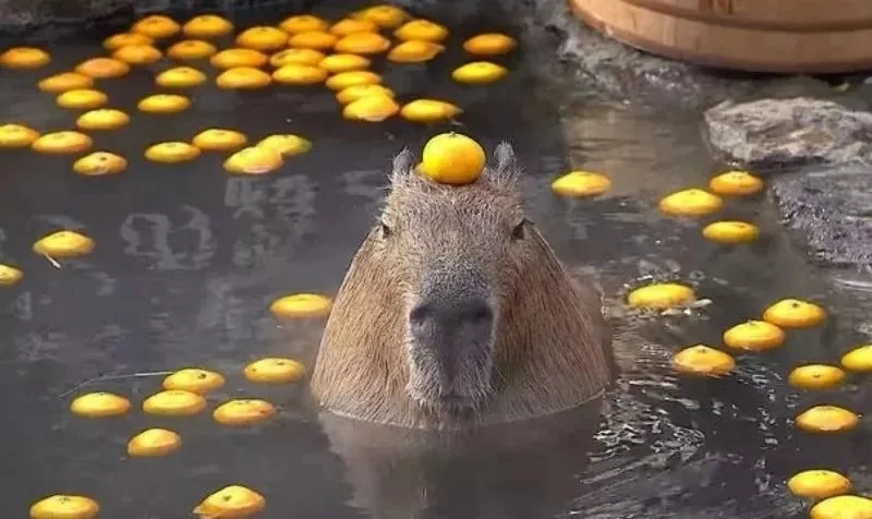 Ảnh capybara meme cute mang đến niềm vui cho những ai yêu thích động vật