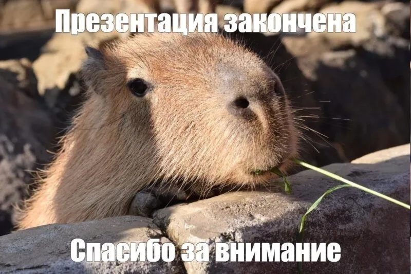 Capybara meme cute giúp bạn thư giãn và giải trí trong những lúc căng thẳng