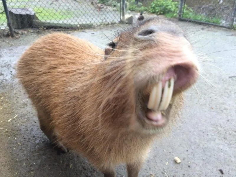 Cute capybara meme thể hiện sự đáng yêu của loài chuột lang nước