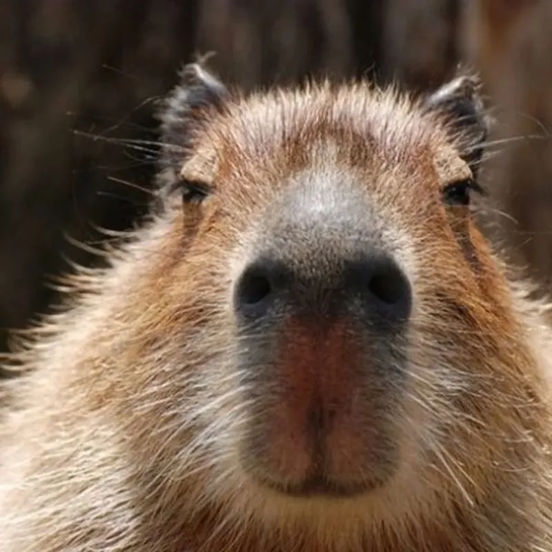 Meme capybara cầm dao mang đến sự hài hước cho những ai yêu thích sự bất ngờ