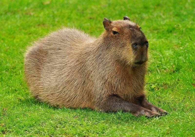 Hình ảnh capybara meme giúp bạn thể hiện cảm xúc một cách sáng tạo