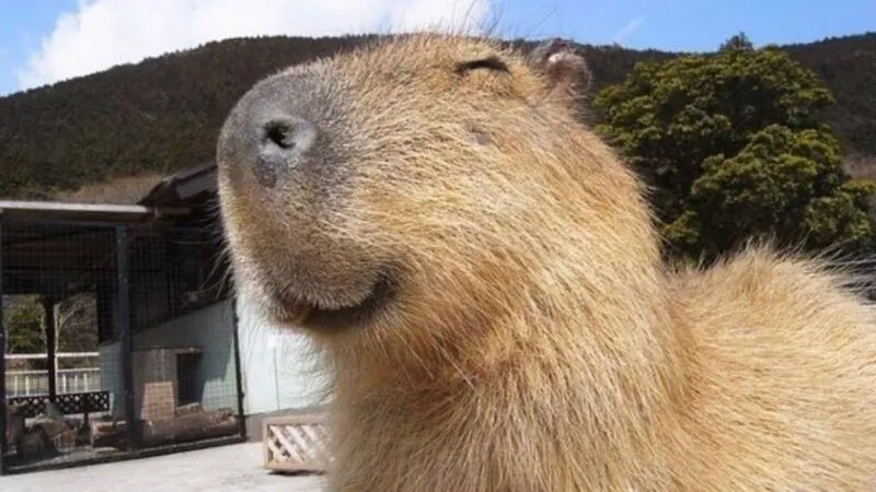 Hình nền capybara meme dễ thương cho những ai yêu thích động vật