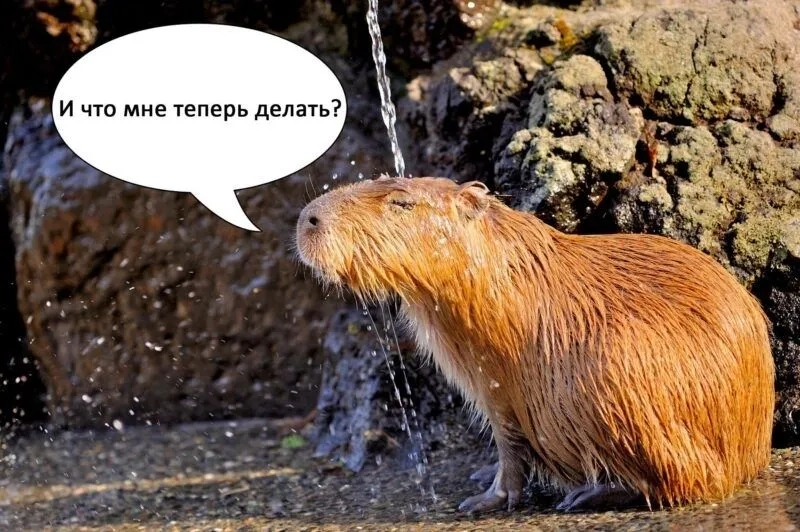 Capybara meme images mang đến những khoảnh khắc vui vẻ không thể quên