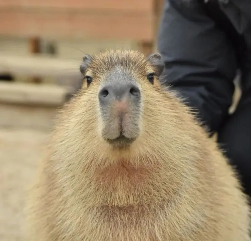 Meme capybara màu hồng thể hiện sự đáng yêu của loài chuột lang nước