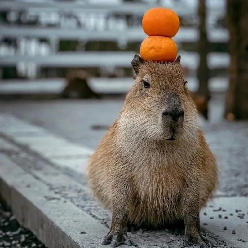 Hình capybara meme giúp bạn thư giãn và giải trí trong những lúc căng thẳng