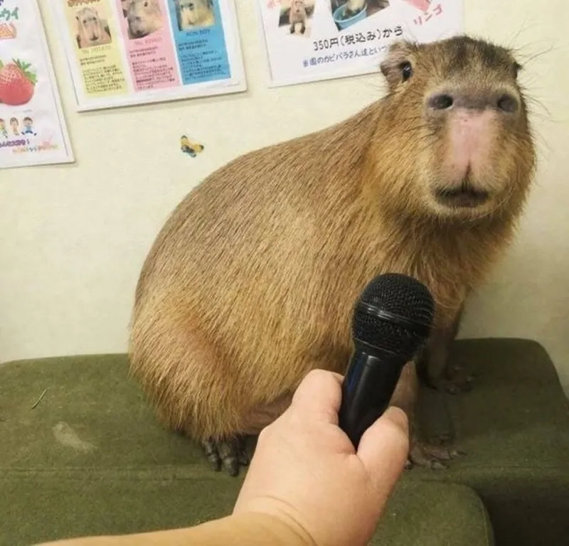 Meme capybara giúp bạn thể hiện cảm xúc một cách sáng tạo