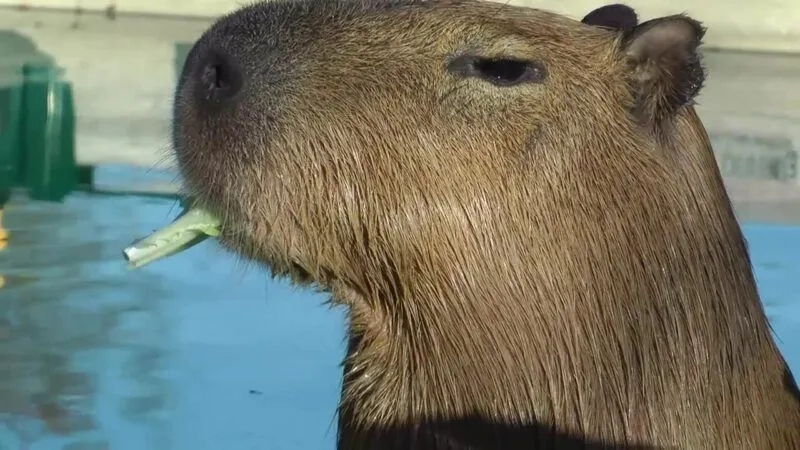 Ảnh capybara meme mang đến những khoảnh khắc vui vẻ không thể quên