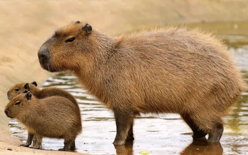 Con capybara meme dễ thương khiến bạn không thể nhịn cười