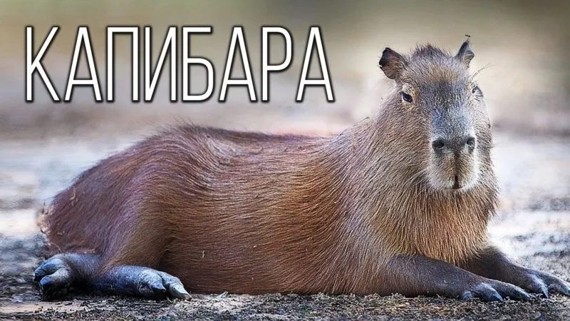 Ảnh meme capybara giúp bạn thể hiện cảm xúc một cách sáng tạo