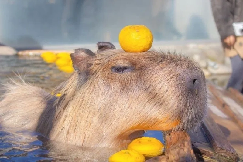 Capybara chuột lang nước meme mang đến sự hài hước cho những ai yêu thích