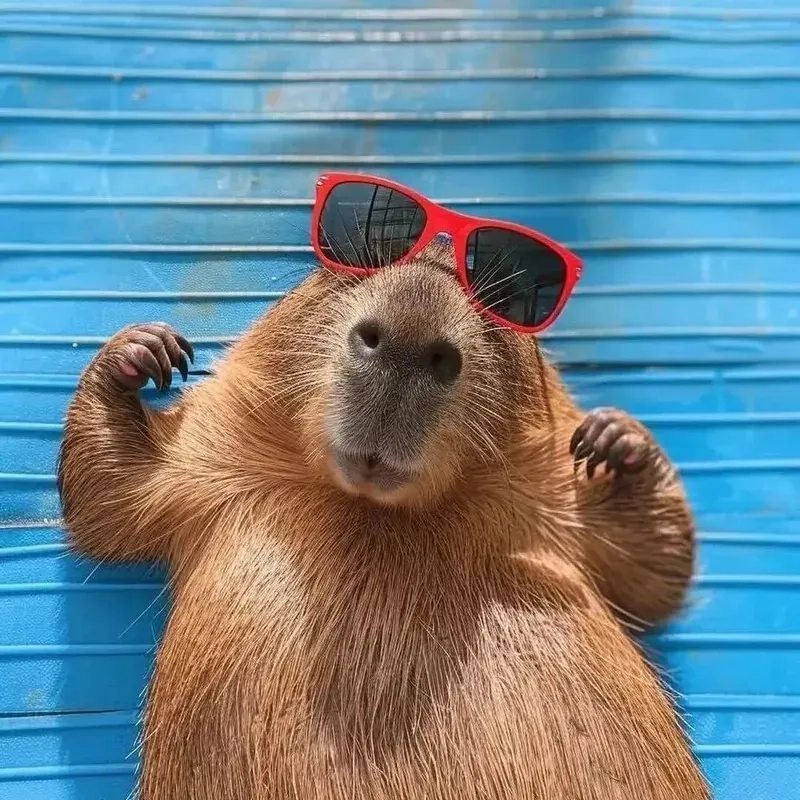 Meme capybara hét khiến bạn không thể nhịn cười với sự hài hước