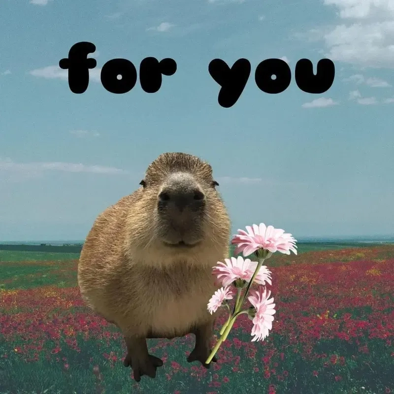 Capybara hồng meme dễ thương cho những ai yêu thích động vật