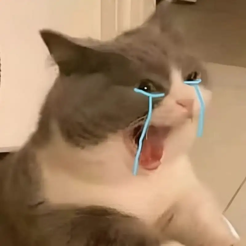 Meme mèo cry là lựa chọn hoàn hảo cho những ai yêu mèo